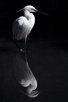 Copyright Cédric Girard